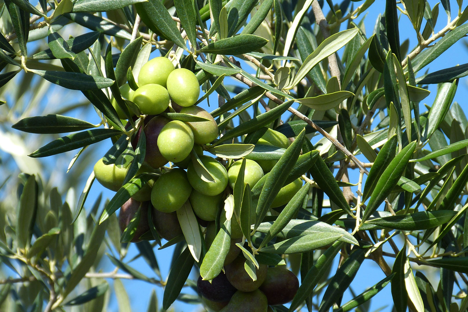 olive-branch